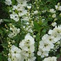 Exochorda racemosa